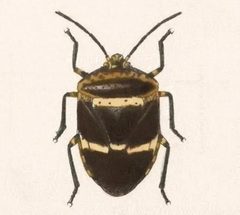 Biologia Centrali-Americana - Pharypia nitidiventris by Bale &amp; Danielsson; Bannwarth, Th.; Cambridge Scientific Instrument Company; Godman, Frederick Du Cane; Hanhart; Horman-Fisher, Maud; Knight, H.; Mintern Bros.; Purkiss, W.; Salvin, Osbert; Saunders, G. S.; Schlereth, M. v.; Sharp, M. A.; Taylor &amp; Francis; Wilson, Edwin. Used under a Public domain license.