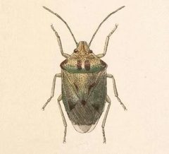 Biologia Centrali-Americana - Thyanta maculata by Bale &amp; Danielsson; Bannwarth, Th.; Cambridge Scientific Instrument Company; Godman, Frederick Du Cane; Hanhart; Horman-Fisher, Maud; Knight, H.; Mintern Bros.; Purkiss, W.; Salvin, Osbert; Saunders, G. S.; Schlereth, M. v.; Sharp, M. A.; Taylor &amp; Francis; Wilson, Edwin. Used under a Public domain license.