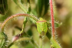 Thyanta pallidovirens by Sanjay Acharya. Used under a CC BY-SA 4.0 license.
