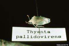 Thyanta pallidovirens01 by Louis Tedders, USDA Agricultural Research Service, Bugwood.org. Used under a CC BY 3.0 license.