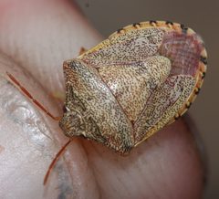 Dendrocoris reticulatus 173340031 by Andrew Meeds. Used under a CC BY 4.0 license.