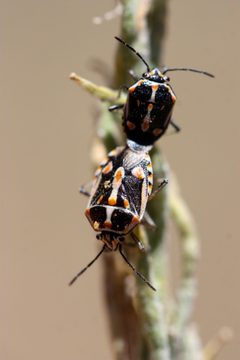 Bagrada hilaris 206445577 by Andrew Meeds. Used under a CC BY 4.0 license.