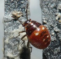 Bagrada hilaris nymph by Raquel Baranow. Used under a CC BY-SA 4.0 license.