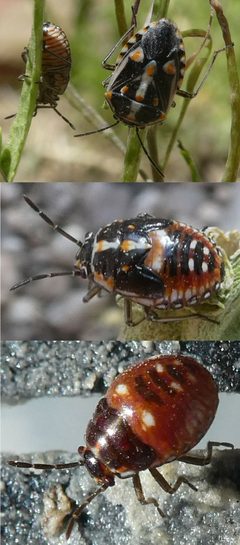 Bagrada hilaris nymphs by Raquel Baranow. Used under a CC BY-SA 4.0 license.