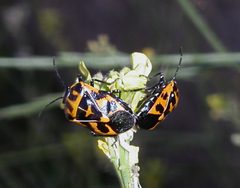 Murgantia histrionica by Calibas. Used under a Public domain license.