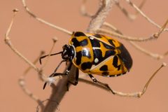 Murgantia histrionica - Flickr - aspidoscelis by Patrick Alexander from Las Cruces, NM. Used under a CC0 license.