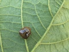 Kudzu Bug Durham NC by NCBioTeacher. Used under a CC0 license.
