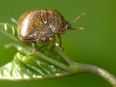 Megacopta cribraria by Flickr user CharlesLam . Photo uploaded to commons by user ltshears. Used under a CC BY-SA 2.0 license.