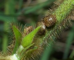 Megacopta cribraria P1010825a by 
xpda. Used under a CC BY-SA 4.0 license.