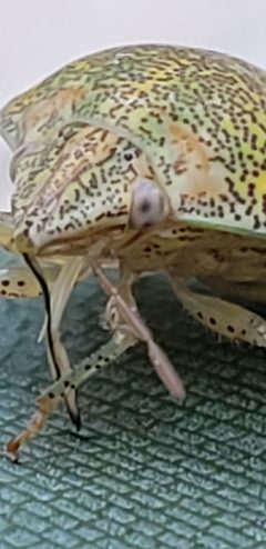Diolcus irroratus1 by Luizpuodzius. Used under a CC0 license.