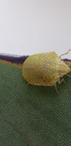 Diolcus irroratus2 by Luizpuodzius. Used under a CC0 license.