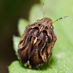 Homaemus proteus by Jgw-atx. Used under a CC BY 4.0 license.