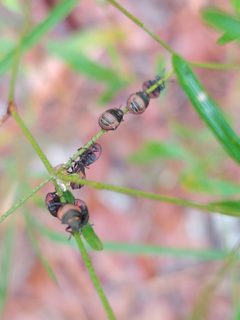 Orsilochides guttata 49397248 by Jana Miller. Used under a CC0 license.