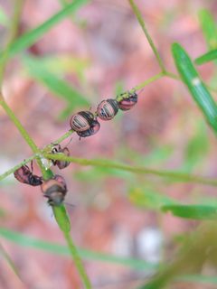 Orsilochides guttata 49397315 by Jana Miller. Used under a CC0 license.