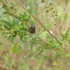 Orsilochides guttata 51589062 by Jana Miller. Used under a CC0 license.