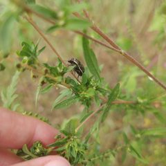 Orsilochides guttata 51589071 by Jana Miller. Used under a CC0 license.