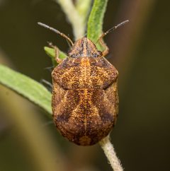 Sphyrocoris obliquus by Jgw-atx. Used under a CC BY 4.0 license.