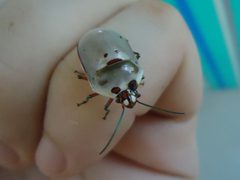 Augocoris illustris by iNaturalist user: tsssss. Used under a CC0 license.