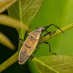 Largus maculatus adult by Jgw-atx. Used under a CC BY 4.0 license.