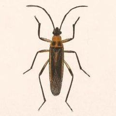 Biologia Centrali-Americana - Stenomacra marginella by Bale &amp; Danielsson; Bannwarth, Th.; Cambridge Scientific Instrument Company; Godman, Frederick Du Cane; Hanhart; Horman-Fisher, Maud; Knight, H.; Mintern Bros.; Purkiss, W.; Salvin, Osbert; Saunders, G. S.; Schlereth, M. v.; Sharp, M. A.; Taylor &amp; Francis; Wilson, Edwin. Used under a Public domain license.