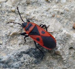 Scantius aegyptius. Pyrrhocoridae. - Flickr - gailhampshire by gailhampshire from Cradley, Malvern, U.K. Used under a CC BY 2.0 license.
