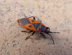 Scantius aegyptius. Pyrrhocoridae - Flickr - gailhampshire by gailhampshire from Cradley, Malvern, U.K. Used under a CC BY 2.0 license.