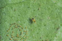 Encarsia perplexa by Florida Division of Plant Industry Archive. Used under a CC BY 3.0 license.