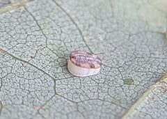 Aleurochiton forbesii puparium by Tom Sisan. Used under a CC BY-SA 4.0 license.