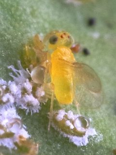 Eretmocerus 2023 08 20 12 28 52 3162 iN 181548945 by Alandmanson. Used under a CC BY 4.0 license.