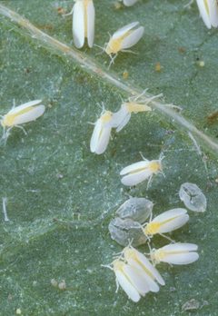 Bemisia argentifolii from USDA 2 by Scott Bauer. Used under a Public domain license.