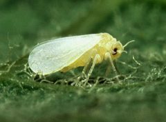 Silverleaf whitefly by wikipedia. Used under a Public domain license.