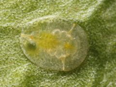 Dialeurodes citri larva by Kaldari. Used under a Public domain license.