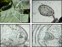 Larva of Trialeurodes vaporariorum by Tashkoskip. Used under a CC BY-SA 4.0 license.