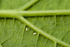 Pro Huerta - Cucurbita maxima var. zapallito - Trialeurodes vaporariorum 01 adults by Pablo Oliveri (Pro Huerta). Used under a CC BY-SA 2.5 license.