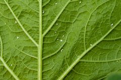 Pro Huerta - Cucurbita maxima var. zapallito - Trialeurodes vaporariorum 02 adults by Pablo Oliveri (Pro Huerta). Used under a CC BY-SA 2.5 license.