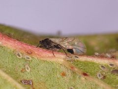 Anoecia corni by 



This image is created by user Ad Sonnemans at Waarneming.nl, a source of nature observations in the Netherlands.
. Used under a CC BY 3.0 license.