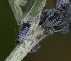 Aphis craccae1 by Sandy Rae. Used under a CC BY-SA 3.0 license.