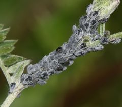 Aphis craccae2 - colony by Sandy Rae. Used under a CC BY-SA 3.0 license.