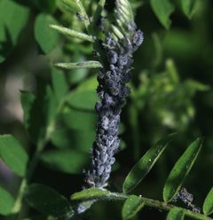Aphis craccae - Flickr - S. Rae by S. Rae from Scotland, UK. Used under a CC BY 2.0 license.