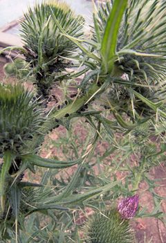 Aphis fabae on Cirsium vulgare by Rasbak. Used under a CC BY-SA 3.0 license.