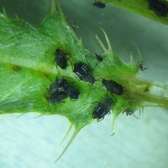Black bean aphids - Aphis fabae - geograph.org.uk - 6539581 by M J Richardson . Used under a CC BY-SA 2.0 license.