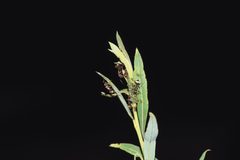 20220726 Aphis farinosa 03 by Flocci Nivis. Used under a CC BY 4.0 license.