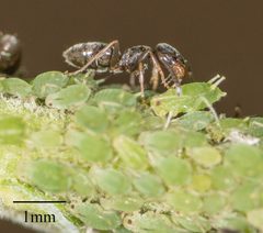 Aphis farinosa 9723477 by Jesse Rorabaugh. Used under a CC0 license.