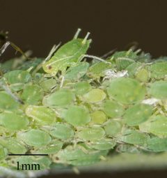 Aphis farinosa 9723481 by Jesse Rorabaugh. Used under a CC0 license.