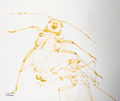 Aphis farinosa 9871403 by Jesse Rorabaugh. Used under a CC0 license.
