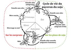 Cycle de vie du puceron du soja by David Voegtlin, University of Illinois at Urbana-Champaign. Used under a CC BY-SA 4.0 license.