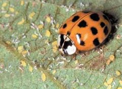Harmoniafeeding by Marlin Rice, Iowa State University. Used under a Attribution license.