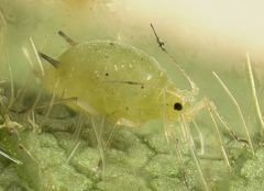 Soybeanaphid by Claudio Gratton, University of Wisconsin. Used under a Attribution license.