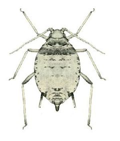 Aphis hederae from CSIRO by Unknown authorUnknown author. Used under a Public domain license.