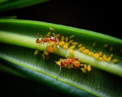 Aphis nerii 158979141 by joshl. Used under a CC BY 4.0 license.